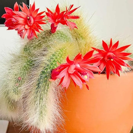 Monkey Tail Cactus Live Plant in 2" Pot, 1 Tail Houseplant for Hanging Baskets, Trailing Succulent Plants Live, Red Blooms