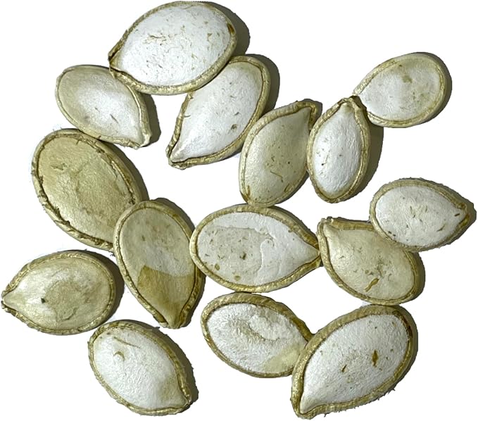 Seed Needs White Pumpkin Seeds for Planting Lumina Pumpkins - Non-GMO Heirloom & Untreated Vegetable Seeds to Plant an Outdoor Pumokin Patch - Perfect for Carving (5 Packs)