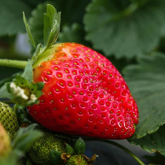 Cabot June-Bearing Bare Root Strawberry Plants - Grow Extra-Large, Extra-Sweet Strawberries - Strawberry Plants from Hand Picked Nursery (5)