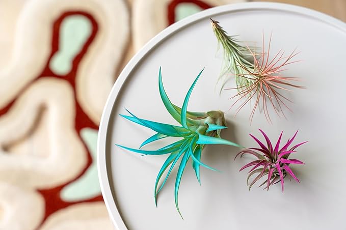 Purple Colorful Tillandsia Air Plants - Long Lasting Color Enhanced Live Tillandsia Succulent House Plants - Home and Garden Decor - Easy Care Indoor and Outdoor (Ionantha Rubra, Single)