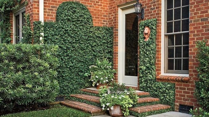Creeping Fig Plant Ficus Pumila Climbing Vine - 30 Live Fully Rooted Plants