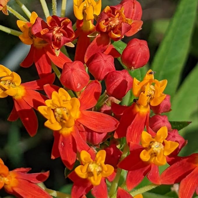 2 Milkweed Plants Live, Live Milkweed Plants, Asclepias Tuberosa Plant, 5 to 8 Inc Tall, Outdoors Gardening (Red)