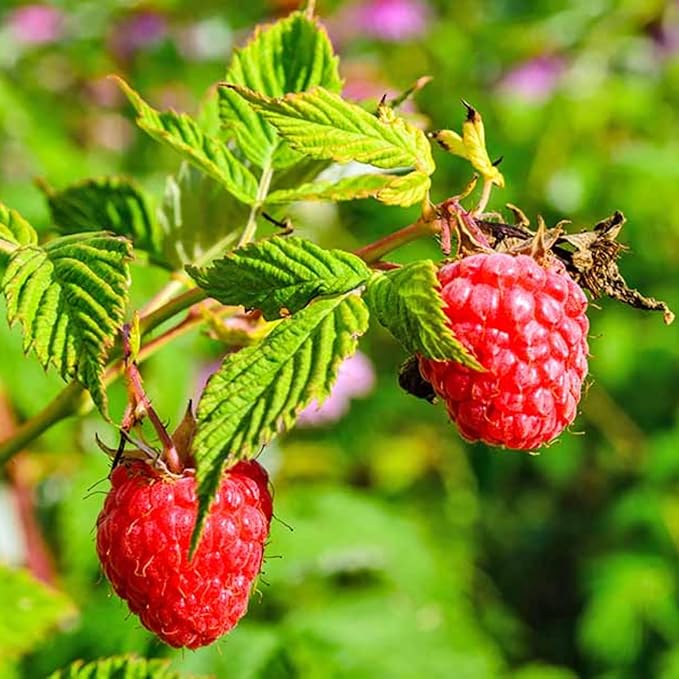 Set 2 Red Raspberry Plants Live, Raspberry Trees Live Plants, Raspberry Seedlings, 5-9 Inc, Raspberry Fruits Trees