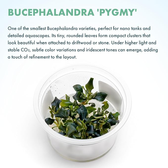 SubstrateSource Live Plants – Bucephalandra 'Pygmy' (Bucephalandra sp. 'Pygmy') – Low to Moderate Light, Deep Green Iridescent Color, Foreground to Midground, Rhizome – Tissue Culture, 1 Pack