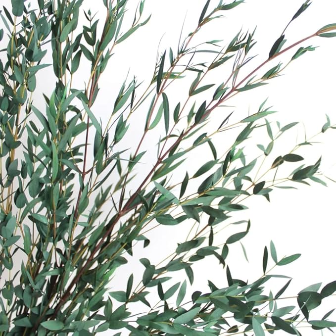 Eucalyptus Plant, Starter Eucalyptus Plant Live in 2.5" Pot, Cold Hardy, Fragrant Foliage, Ready to Grow Indoor Outdoor (Parvifolia Eucalyptus)