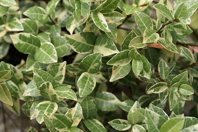 Variegated Asiatic Jasmine | 20 Live Plants | Trachelospermum Asiaticum | Fast Growing Ground Cover, Evergreen Foliage, Low Maintenance Vine, Landscaping Shrub, Drought Tolerant Plant