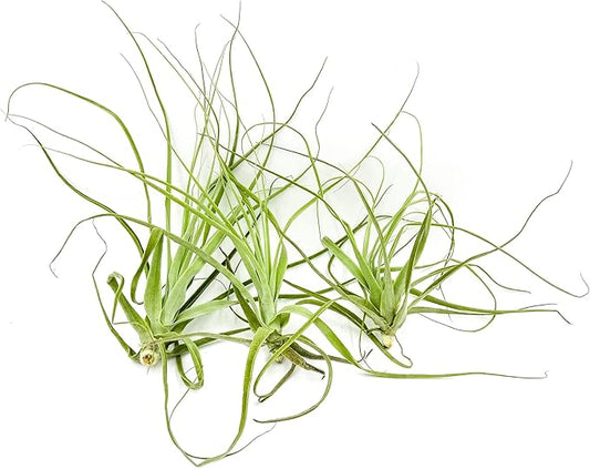 ragnaroc Air Plants - Tillandsia Straminea Jumbo 6-9" - 3ct - Live Arrival Guaranteed - House Plants for Home Decor & Gift