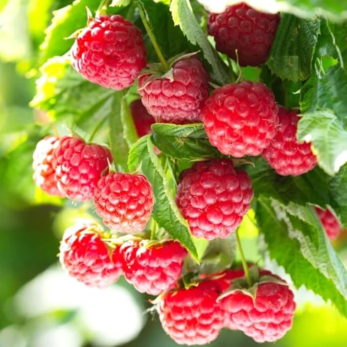 Set 2 Red Raspberry Plants Live, Raspberry Trees Live Plants, Raspberry Seedlings, 5-9 Inc, Raspberry Fruits Trees