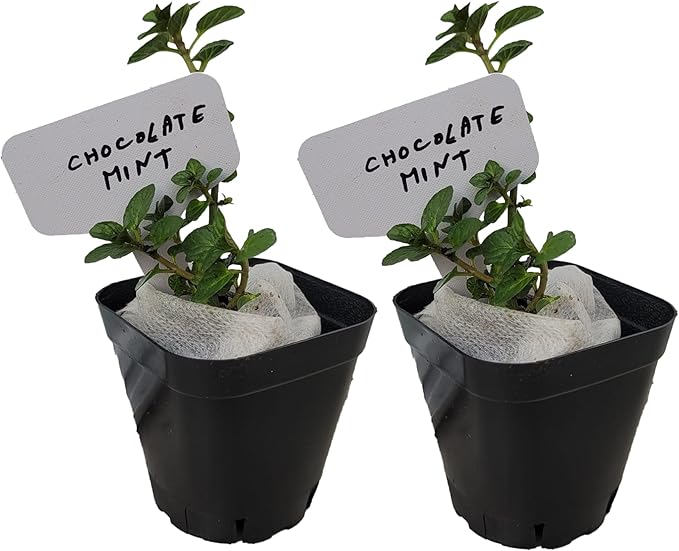 Chocolate Mint Plants. Live, Fragrant, Fresh, Edible. Easy Grow. Indoor/Outdoor. (2 Chocolate Mint Cups)
