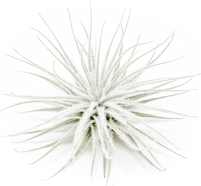 Large Tectorum Ecuador Air Plant - Live Tillandsia Succulent House Plants - Available in Wholesale and Bulk - Home and Garden Decor - Easy Care Indoor and Outdoor Plants (Large-1 PC)