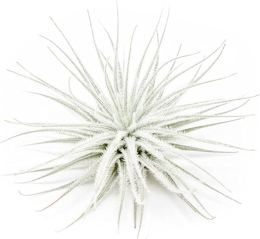 Large Tectorum Ecuador Air Plant - Live Tillandsia Succulent House Plants - Available in Wholesale and Bulk - Home and Garden Decor - Easy Care Indoor and Outdoor Plants (Large-1 PC)