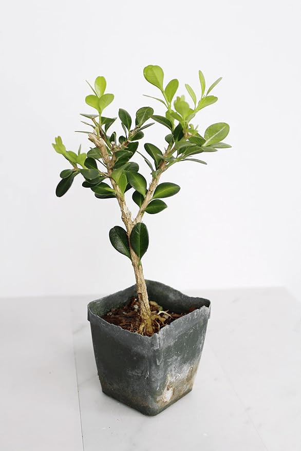 My Shelfie – Winter Gem Boxwood Bonsai Starter Tree (Buxus microphylla Japonica ‘Winter Gem’), 2-Inch Live Evergreen Shrub for Indoor or Outdoor Garden, Landscape, and Home Décor (3)