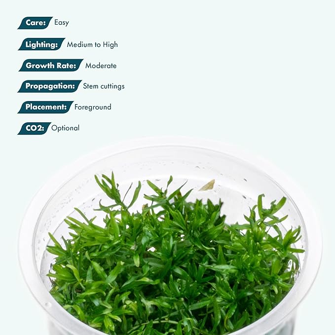 SubstrateSource Live Plant - Peplis Diandra (Didiplis Diandra) - Foreground Stem with Bright Green and Orange Hues, Snail-Free in Vitro Aquarium Plant - Tissue Culture