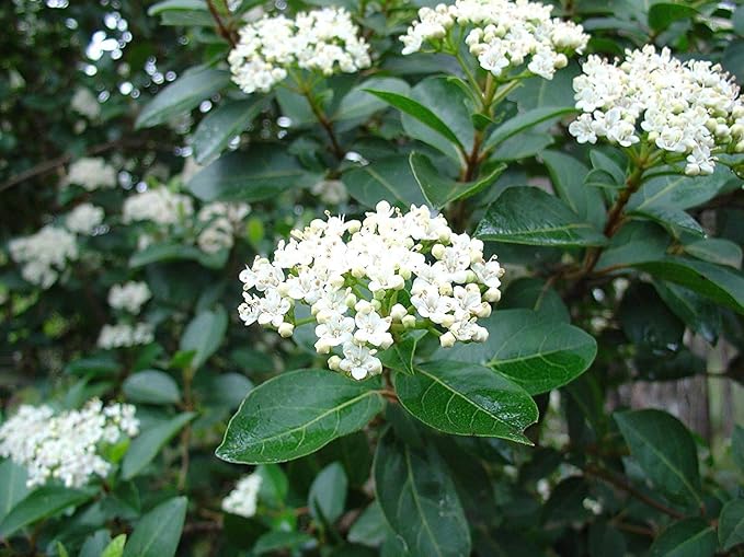 Sweet Viburnum | 5 Large 4 Inch Pots | Viburnum Odorotissimum | Live Plants | Fast Growing Privacy Hedge, Shrub, Privacy Screen