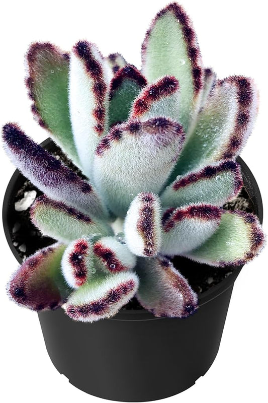Sprout N Green Kalanchoe Tomentosa Daruma, Live Cactus Plant Fully Rooted in 4" Pots with Soil Mix, Houseplant for Indoor Outdoor Home Office Decor