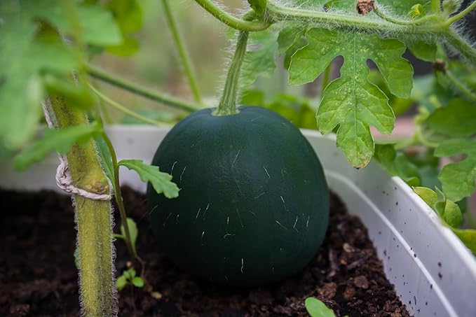 Melon Seeds Variety Pack for Planting – 4 Non-GMO Heirloom Varieties: Crimson Sweet & Sugar Baby Watermelon, Honeydew, Hale's Best Jumbo Cantaloupe – High Germination, USA-Grown Garden Fruit Seeds