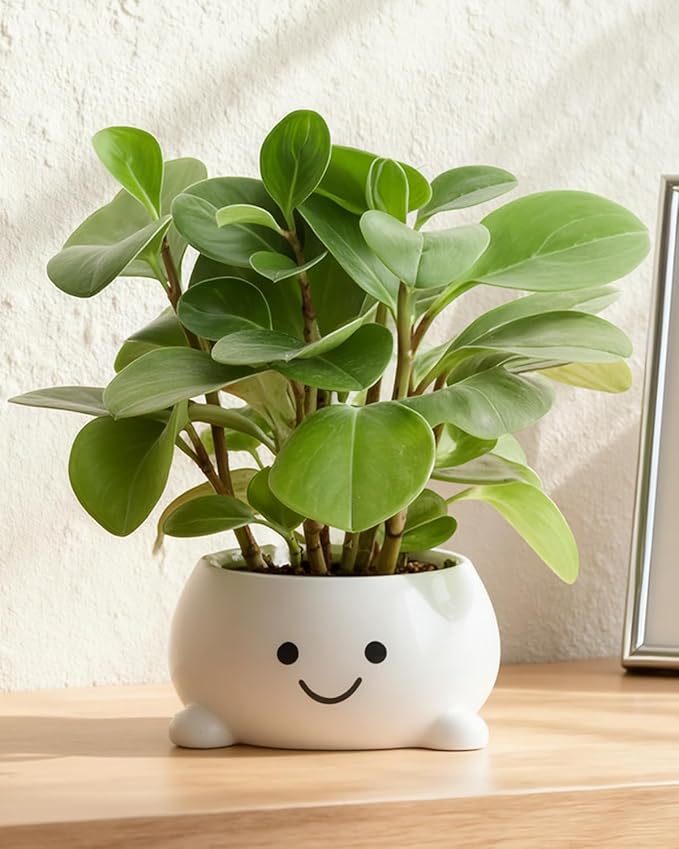 Smily Face Planter Pot Funny Toilet Plant Pots Cute Ceramic Flower Head Planters Succulent Pots for Indoor Outdoor Plants Unique Bathroom Planter with Drainage Hole