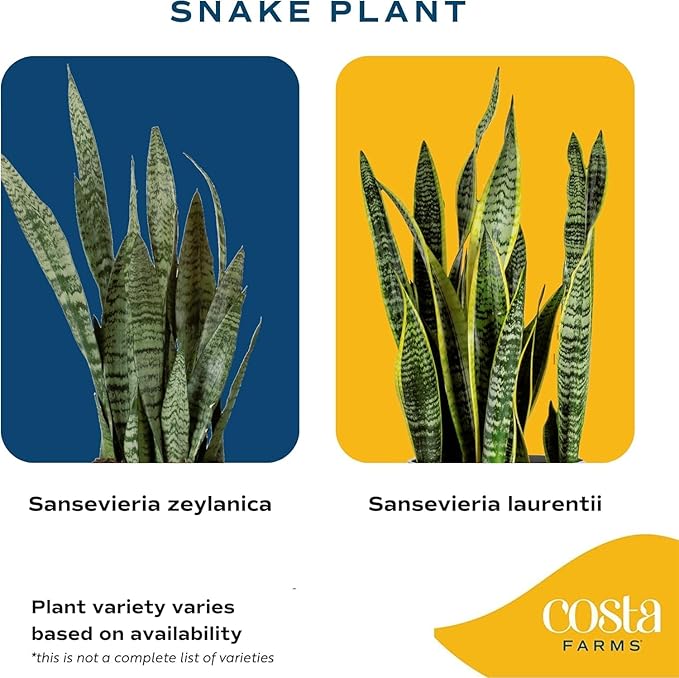 Costa Farms Premium Live Indoor Snake Sansevieria Floor Plant Shipped in Décor Planter, 2-Feet Tall, Grower's Choice, Green, Yellow