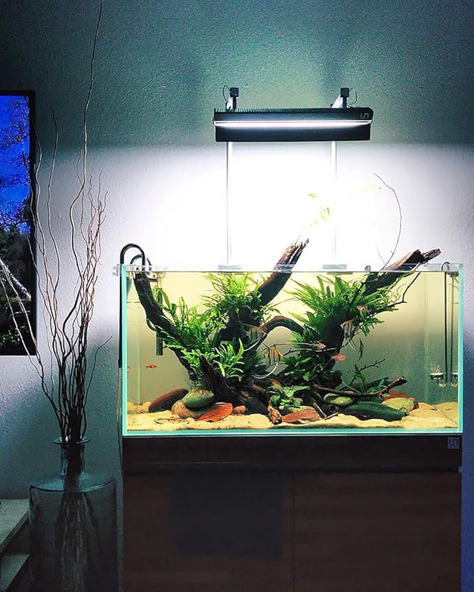 SubstrateSource Java Fern Live Aquarium Plants - Potted Freshwater Plant for Fish Tanks - Beginner Friendly, Low Light (Java Fern, 1 Pot)