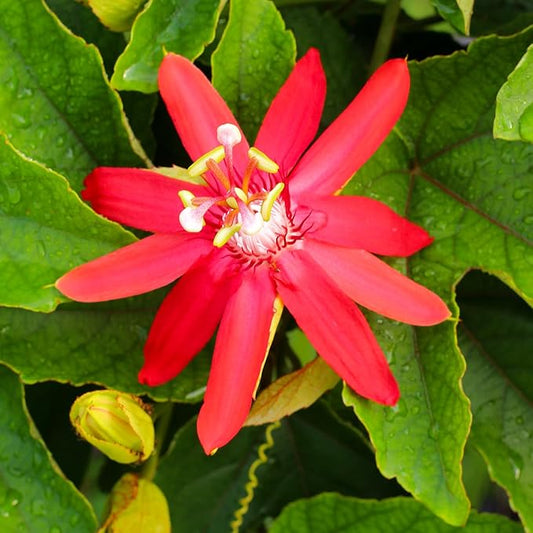 Red Passion Flower Plant - Red Passion Flower Vine Live Plant - Size 5 to 7 Inch Tall, Passiflora Flowers Starter Plant, Without Pot