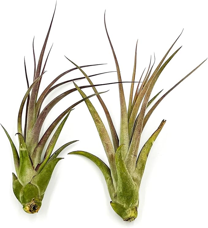 ragnaroc Live Air Plant – Tillandsia Capiput, Jumbo 6-9” - 5 ct - Live Arrival Guaranteed - House Plants for Home Decor & Gift