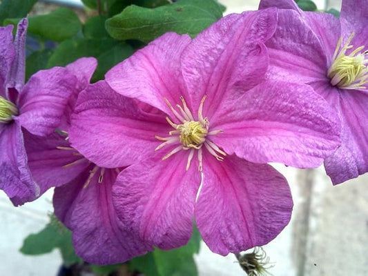Comtesse de Bouchard Clematis Vine- One of The Most Poplular Clematis - 2.5" Pot