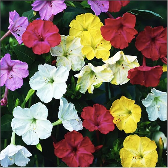 80 Rose Four O'Clock Seeds - Tender Perennial That Reseeds Easily