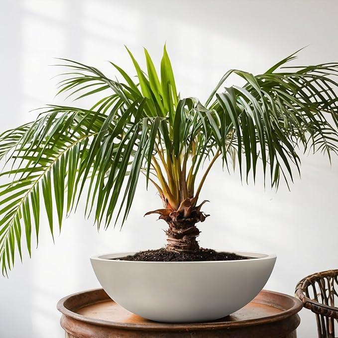 7.7"H x 22"D Round Bowl Fiberstone Planter for Succulent and Lotus - Christmas Tree Planter, Weather Resistant for Indoor & Outdoor Use, Included 2 Extra Coco Mats (Taupe, 19.9" Pot Opening)