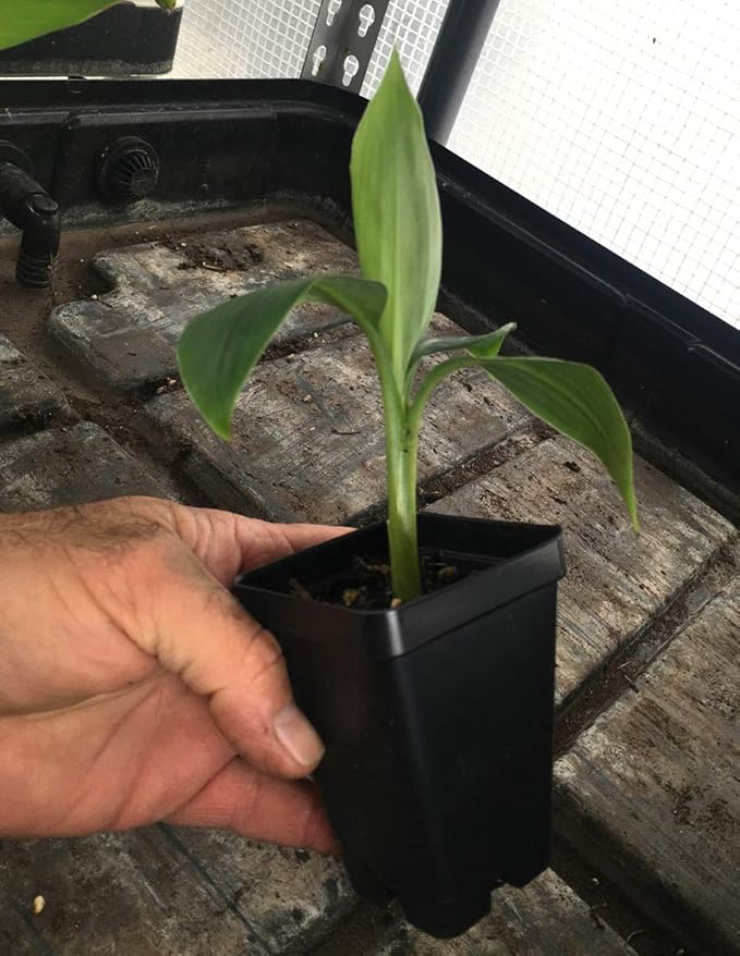 Grand Nain Chiquita Banana Tree - Live Dwarf Banana Plant
