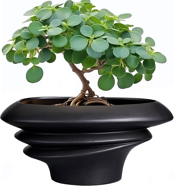 SQOWL Bonsai Pots - 12 Inch Ceramic Bonsai Planter Succulent Pot for Indoor Outdoor Plants Decorative Plant Pot with Drainage Hole Large Flower Pot for Tree Cactus Black