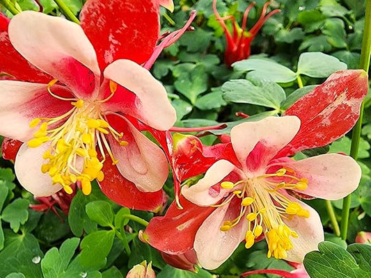 Greenwood Nursery: Live Perennial Plants - 'Kirigami' Red & White Columbine + Aquilegia caerulea - [Qty: 2X Pint Pots] - (Click for Other Available Plants/Quantities)