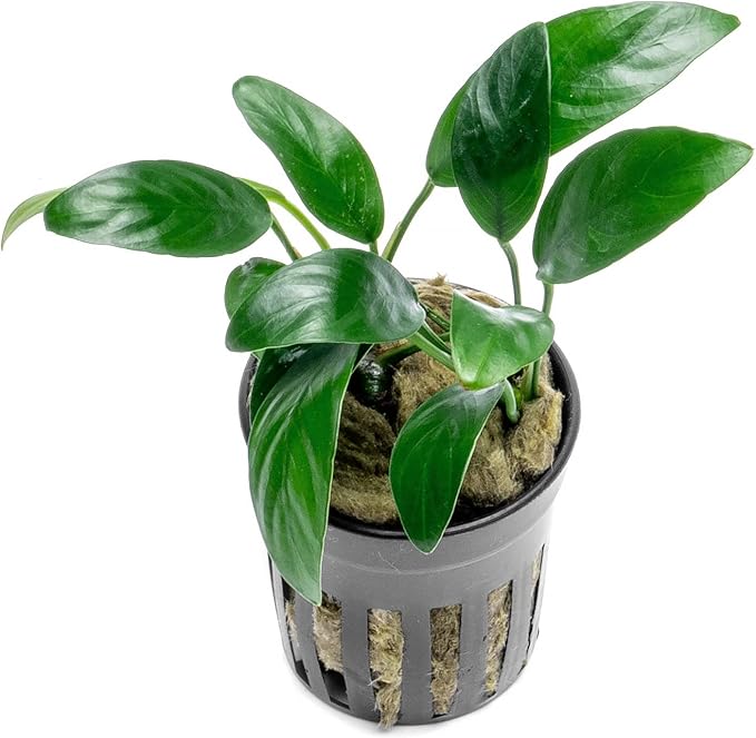 SubstrateSource Anubias Live Aquarium Plants - Potted Freshwater Plant for Fish Tanks, Terrariums - Beginner Friendly Low Light (Congensis Mini, 1 Pot)