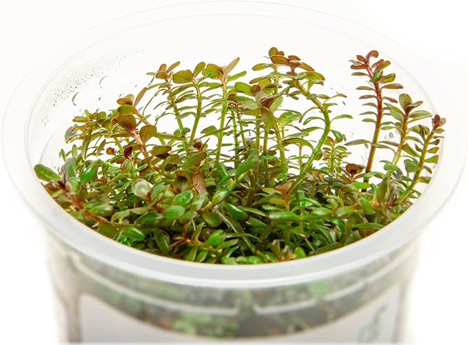 SubstrateSource Live Plant - Rotala H'ra Tissue Culture Aquatic Live Aquarium Plant - 100% Snail Free in Vitro Cup (Rotala H'ra)