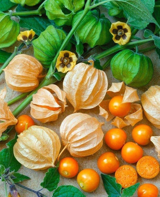 Seeds Cape Gooseberry Peruvian Groundcherry - Orange Physalis - Heirloom Fruit - GMO Free