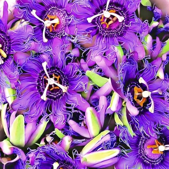 Passion Flower Plant Live, 5 to 8 Inch Tall Passiflora Vine, Fragrant Climbing Plant for Garden or Trellis, No Pot, Well-Rooted (Purple Passion Flower)