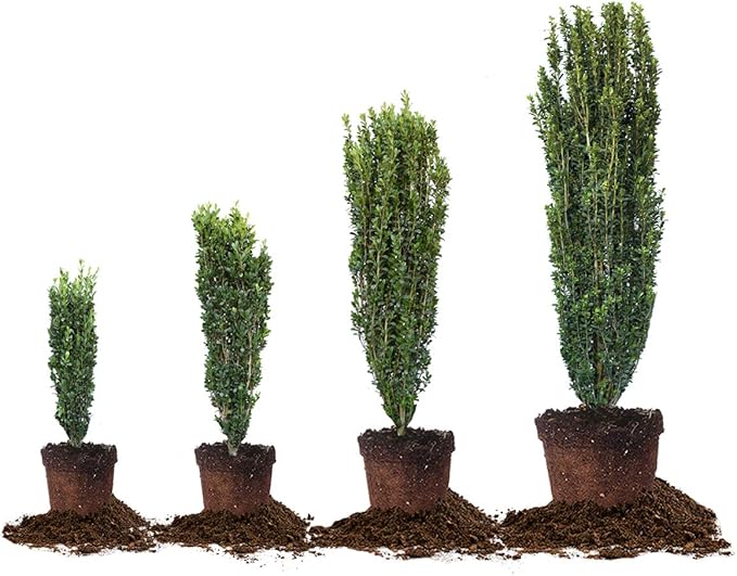 Perfect Plants Sky Pencil Holly Live Plant, 2-3', Includes Care Guide