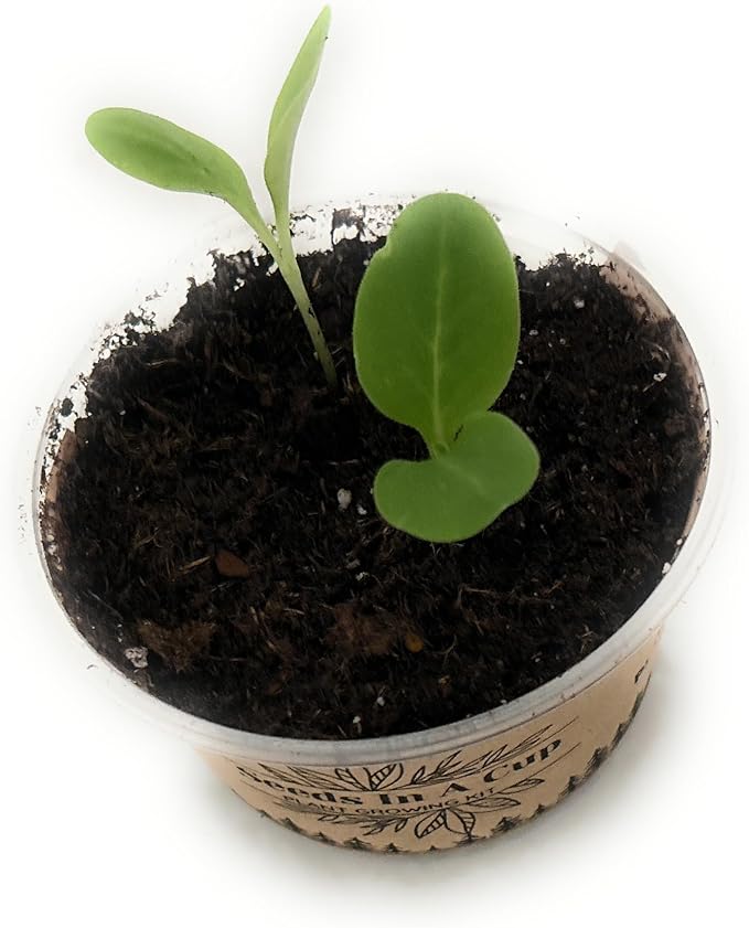 Grow Your Own Date Palm Tree Seed Kit - 100% Guaranteed Germination or We Will Replace Seeds (Plastic Planter)