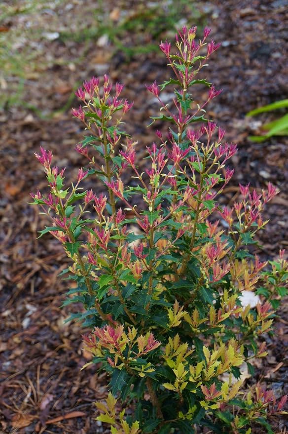Party Lights Pink Flush Tea Olive ( osmanthus ) - Live Plant - Quart Pot