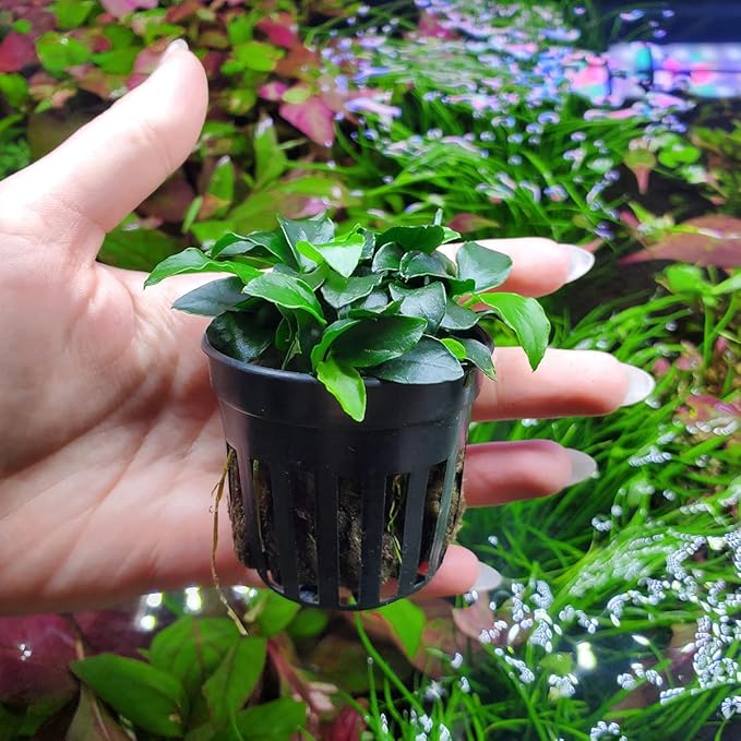 SubstrateSource Anubias Live Aquarium Plants - Potted Freshwater Plant for Fish Tanks, Terrariums - Beginner Friendly Low Light (Nana Petite, 3 Pots)
