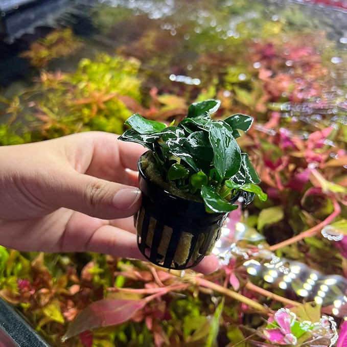 SubstrateSource Anubias Live Aquarium Plants - Potted Freshwater Plant for Fish Tanks, Terrariums - Beginner Friendly Low Light (Barteri Petite Round, 1 Pot)