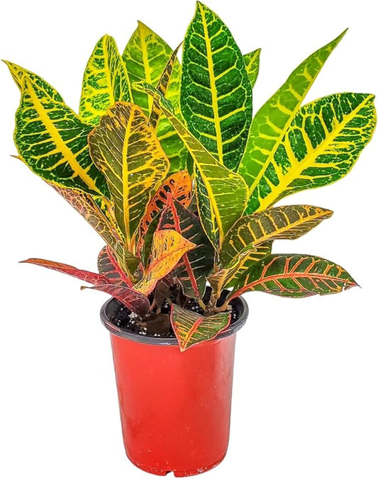 Croton Plants (Petra, 1 Gallon/6" Nursery Pot)