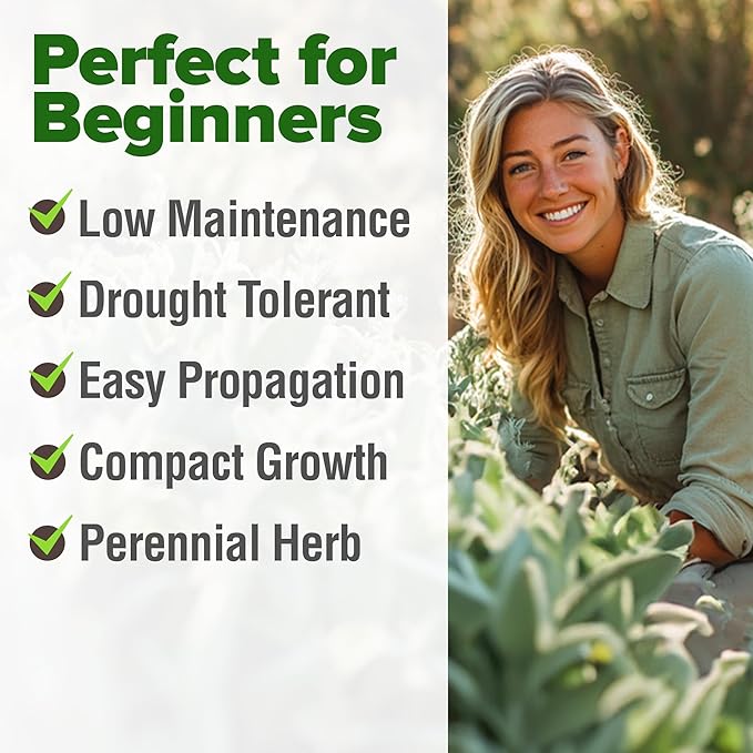 HOME GROWN White Sage Seeds 646 Pack Heirloom Seeds - Grow Aromatic Sage Plants for Your Herb Seeds Garden with Sage for Planting Outdoor or Indoor (Salvia apiana)