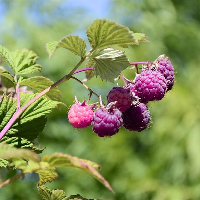 Set 2 Glencoe Thornless Raspberry Plants Live, Raspberry Trees Live Plants, Raspberry Seedlings, 5-9 Inc, Raspberry Fruits Trees