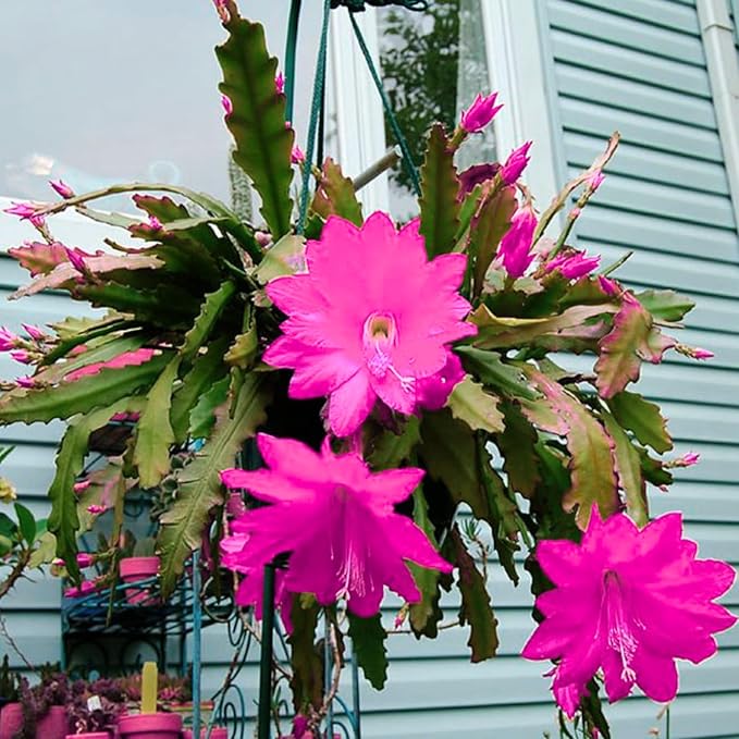 2 Pink Epiphyllum Plants Live, Epiphyllum Orchid Cactus Plant from 6 to 8 Inches Tall, Epiphyllum Rooted in 4 Inches Pot, Live Epiphyllum Orchid Cactus Plant for Garden
