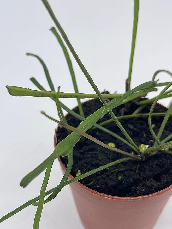 BubbleBlooms Hoya Retusa in a 2 inch Pot Wax Plant, Wax Vine, and Porcelain Vine