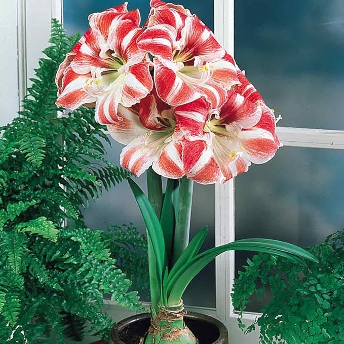 Clown Amaryllis Bulb in Huge Bulb 28-36cm, Easy to Grow!