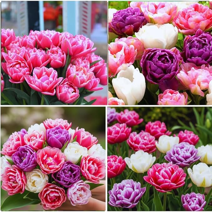 15 Mix Double Tulip Bulbs for Fall Planting, Tulip Spring Flower Bulbs Perennial Outdoor, Colorful Blooms Groundcover Bulb