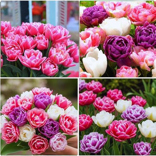 15 Mix Double Tulip Bulbs for Fall Planting, Tulip Spring Flower Bulbs Perennial Outdoor, Colorful Blooms Groundcover Bulb