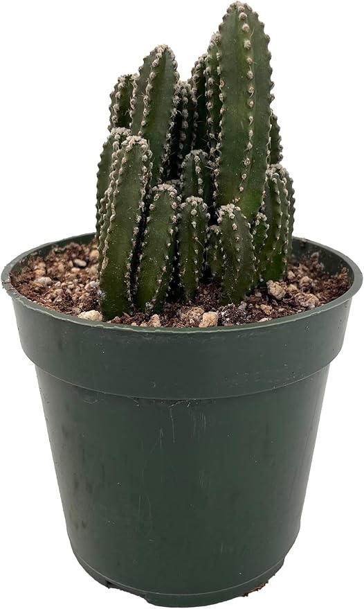 Fairy Castle Cactus - Cereus - Houseplant/Terrarium/Fairy Garden - 4" Pot