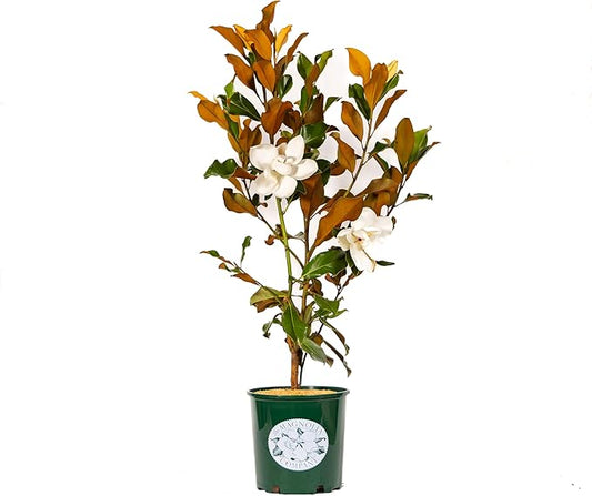 Magnolia Tree Bracken Browns Beauty Variation, Magnolia Flower, Live Plant, 3-4 Feet Tall, Gardening Tree, Southern Landscaping Tree, by The Magnolia Company, Can't Ship to CA, AK, HI, PR